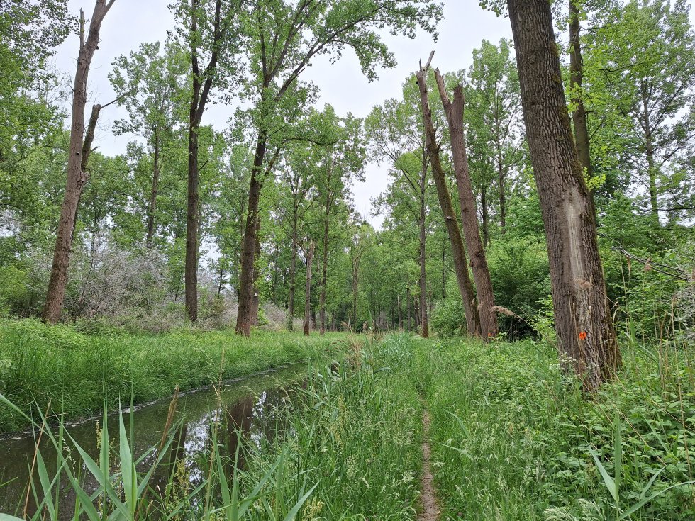 Wandeling Herstel Natte Natuurparel Wijboschbroek